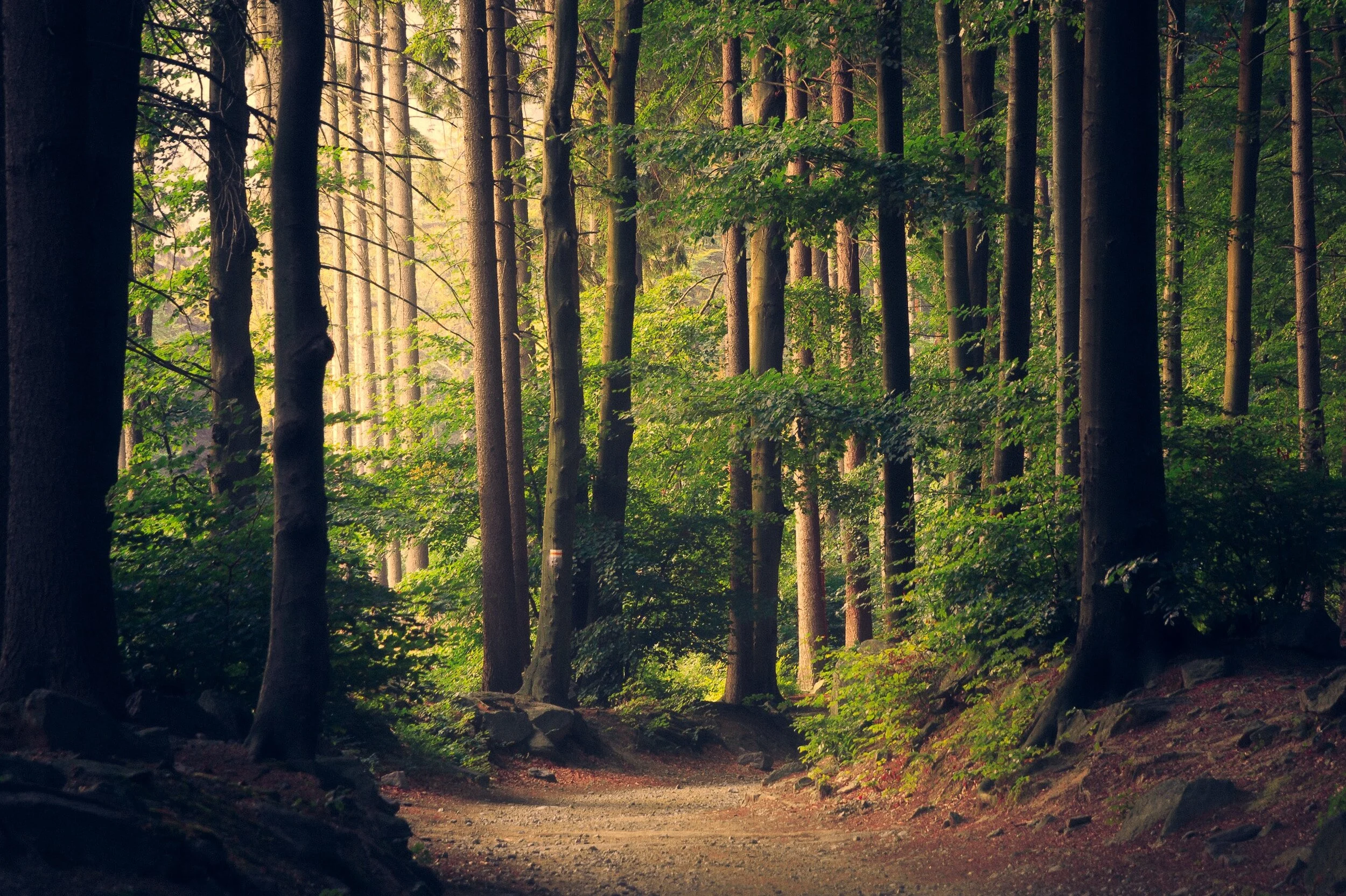 Forrest Trees