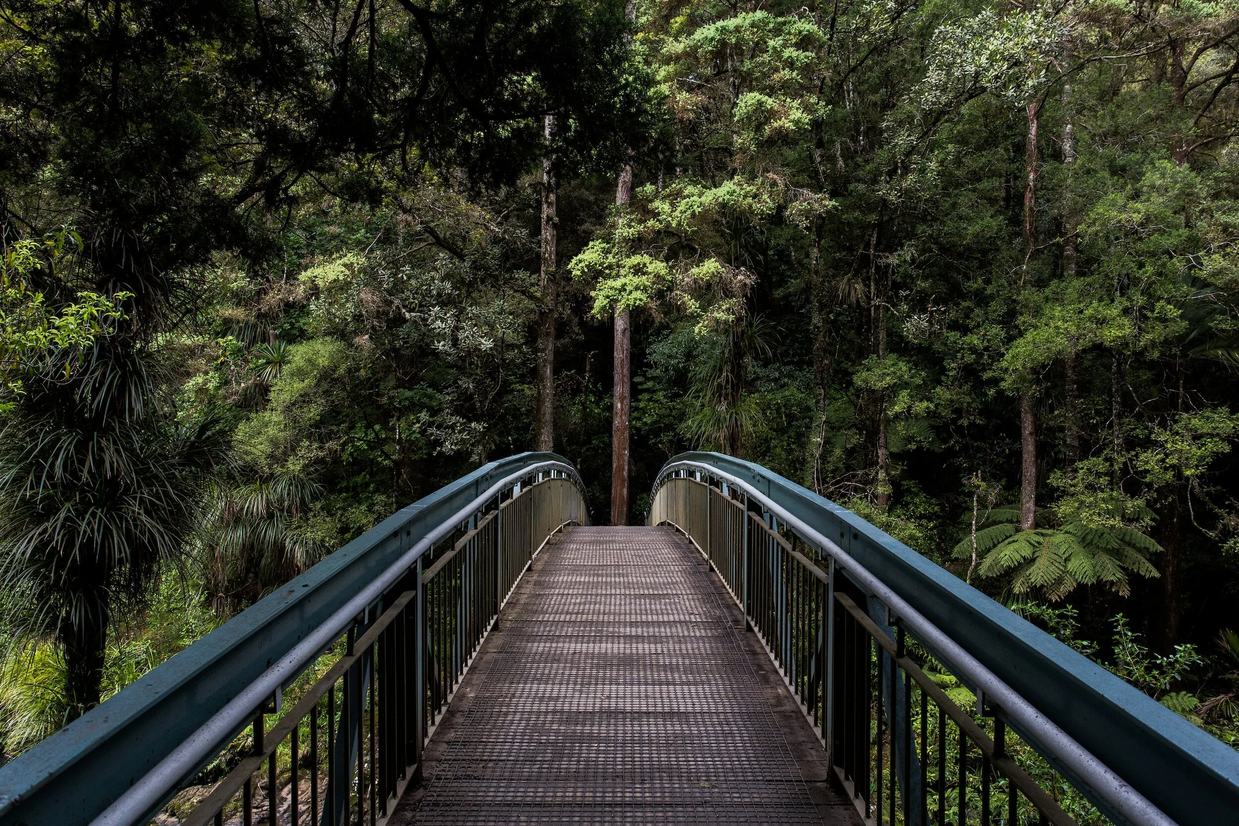 Bridge in Woods