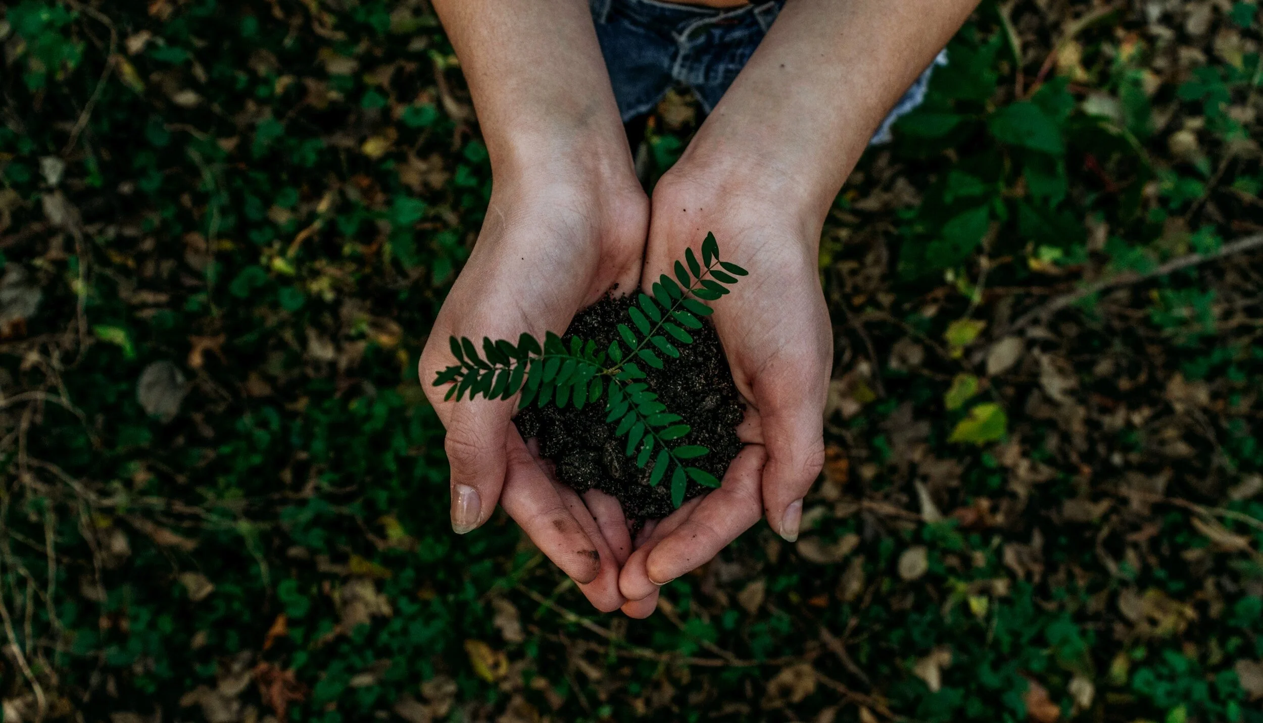 Holding Seedling